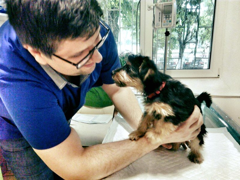 Homevet-cabinet veterinar